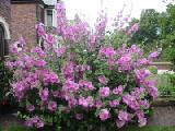 some kind of mallow