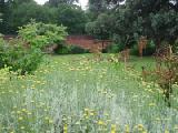 santolina with lawn