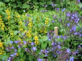 yellow and blue flowers