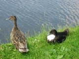 black duck