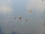 ducklings