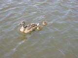 mama duck with ducklings