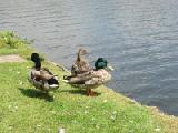 sord of mallards