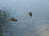 two mighty mallards