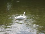whopper swan