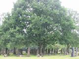 cemetary