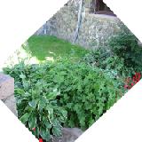 castle walk garden (shade)