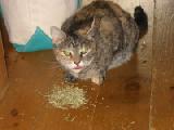 kitty crack addict