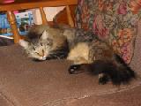 kitty napping