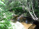 loon sanctuary bridge