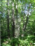 loon sanctuary dead trees