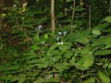 loon sanctuary lowbush blueberries
