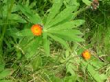 devil's paintbrush