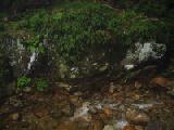 ferny rock