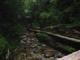 into the forest primeval