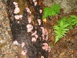 might be chicken mushrooms