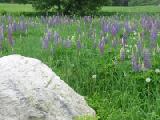 boulder with lupines