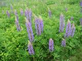 cluster of lupines