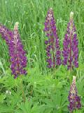 dark purple lupines