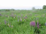 hazy field of lupines