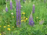 lupines and buttercups