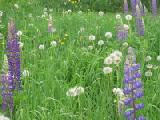 lupines and dandelions