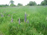 lupines with tree line