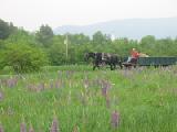 lupines with wagon