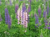 pink and purple lupines