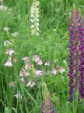 pink columbine and purple lupine