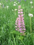 pink lupine with dandelions