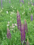 purple lupines and pink columbine