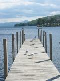 meredith dock with gulls