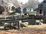 farmyards