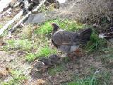 hen with chicks