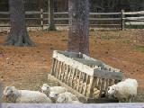 hurtle of sheep