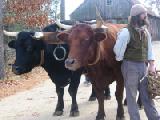 oxen in yoke