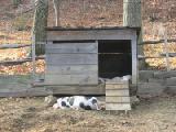 piggy haus