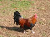 rooster