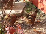 two brown hens in autumn
