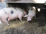 two piggies in the pigpen
