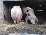 two piggies