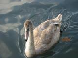 dirty swan