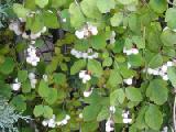 random plant