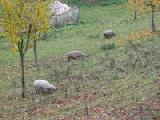 sheep 2