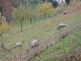 sheep