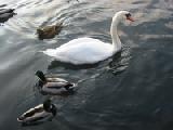 swan and ducks 2