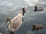 swan and ducks