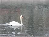 swan