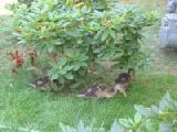 ducklings
